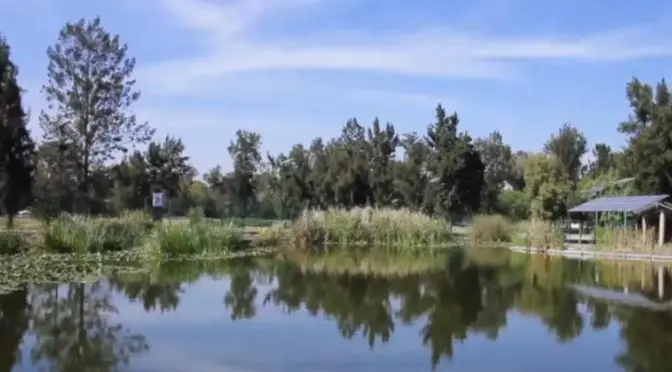 CDMX – Humedal artificial de la UNAM en Bosque de Aragón purifica 140 mil litros de agua diarios (La Prensa)