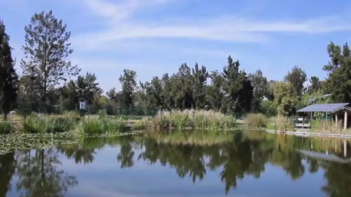 CDMX – Humedal artificial de la UNAM en Bosque de Aragón purifica 140 mil litros de agua diarios (La Prensa)
