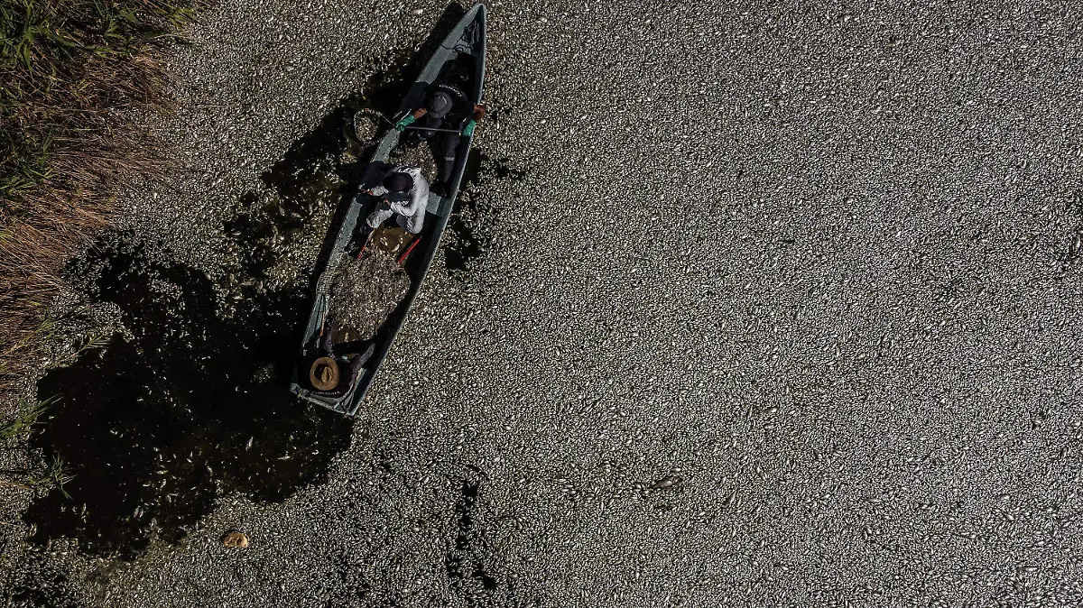Baja California – Realizarán muestreo de agua tras hallazgo de peces muertos en Laguna México en Mexicali (La Voz de la Frontera)