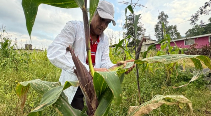 México – Fenómeno El Niño reducirá el PIB en México por escasez de agua en zonas agrícolas (La Jornada)