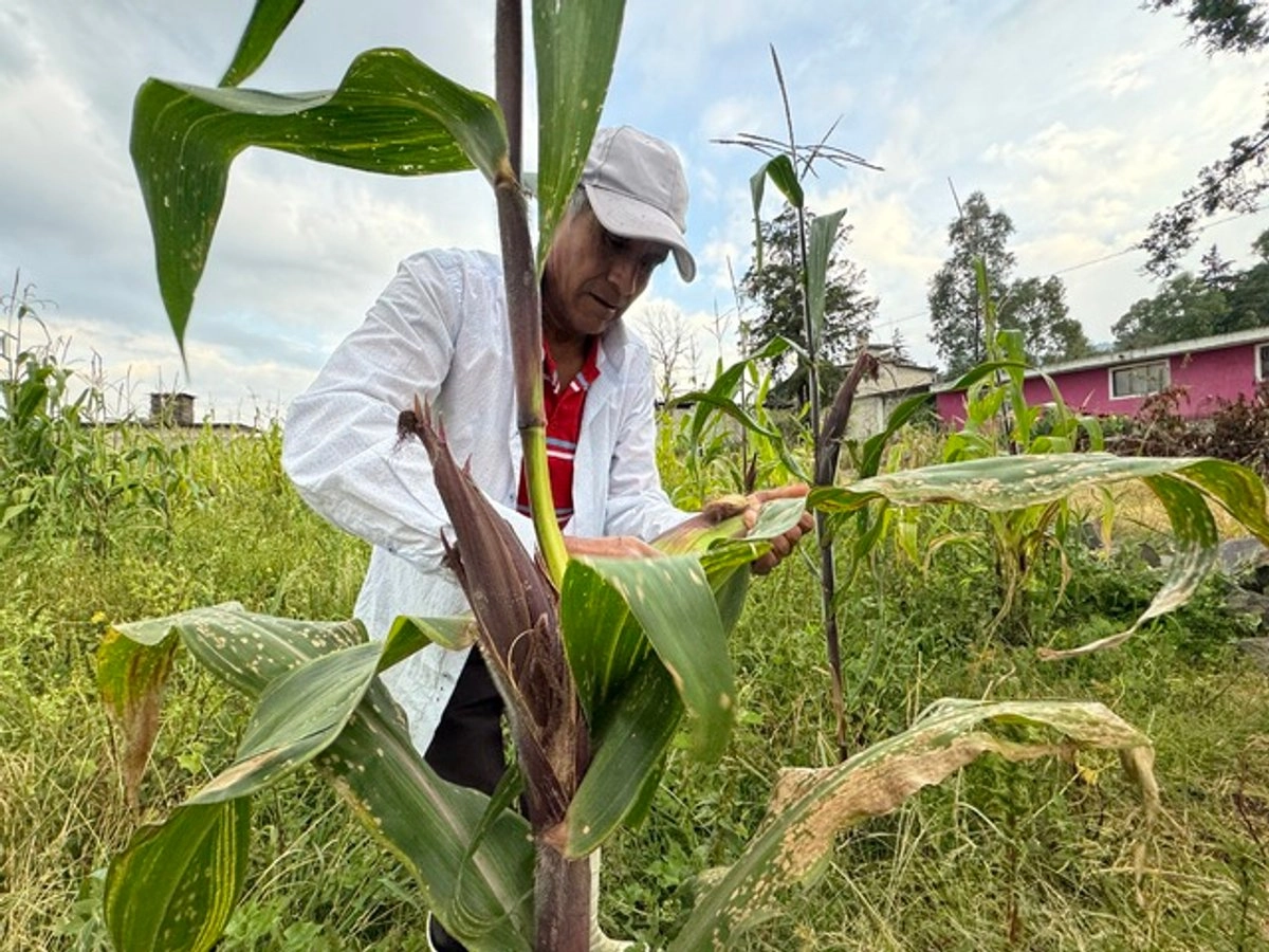 México – Fenómeno El Niño reducirá el PIB en México por escasez de agua en zonas agrícolas (La Jornada)