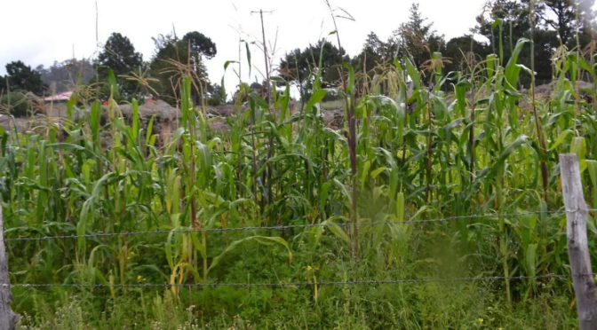 Chihuahua – Tecnología permite incrementar producción y ahorrar agua en el campo chihuahuense (El Heraldo de Chihuahua)