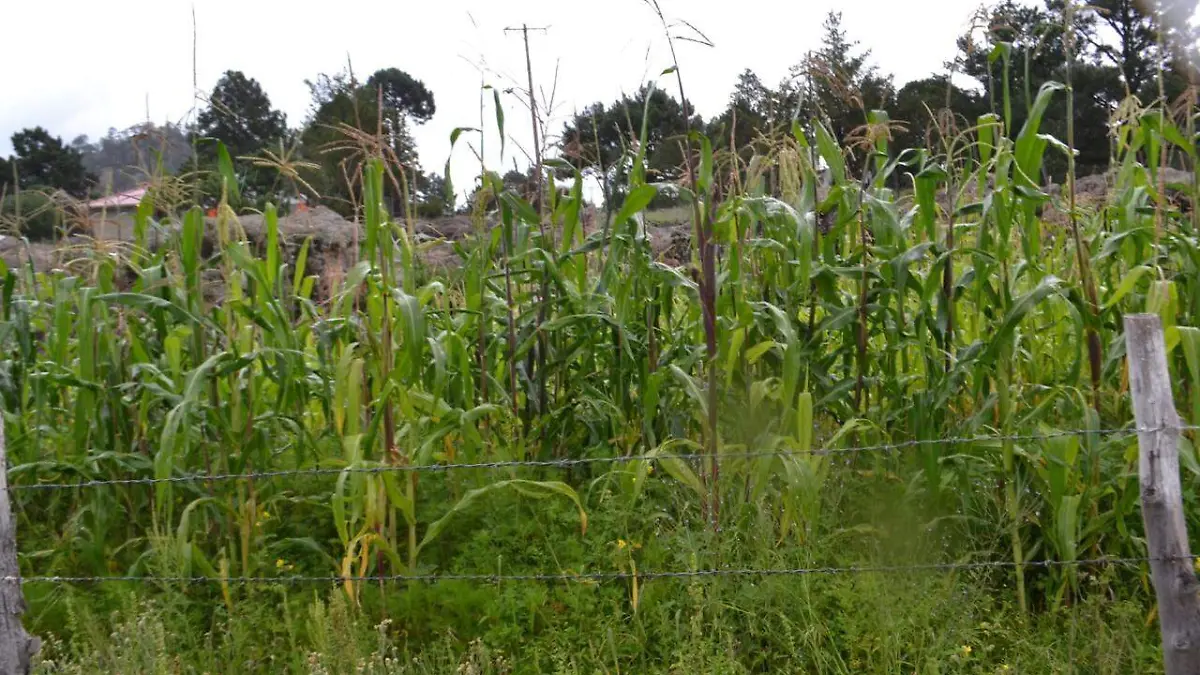 Chihuahua – Tecnología permite incrementar producción y ahorrar agua en el campo chihuahuense (El Heraldo de Chihuahua)