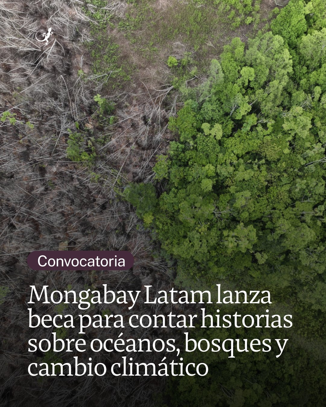 Convocatoria – Beca de Periodismo Ambiental (Mongabay Latam)
