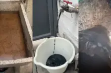 Jalisco-Qué daños provocan a la salud las sustancias halladas en agua contaminada de Jalisco (Sin Embargo)