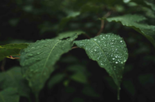 Veracruz – ¿Cómo ayudan los bosques de Veracruz a recuperar el agua? (Publimetro México)