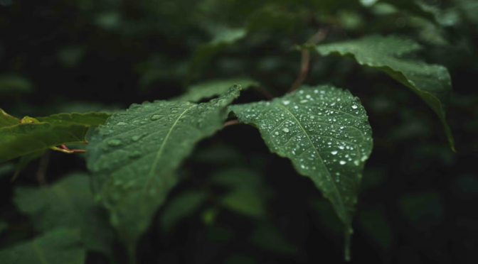 Veracruz – ¿Cómo ayudan los bosques de Veracruz a recuperar el agua? (Publimetro México)