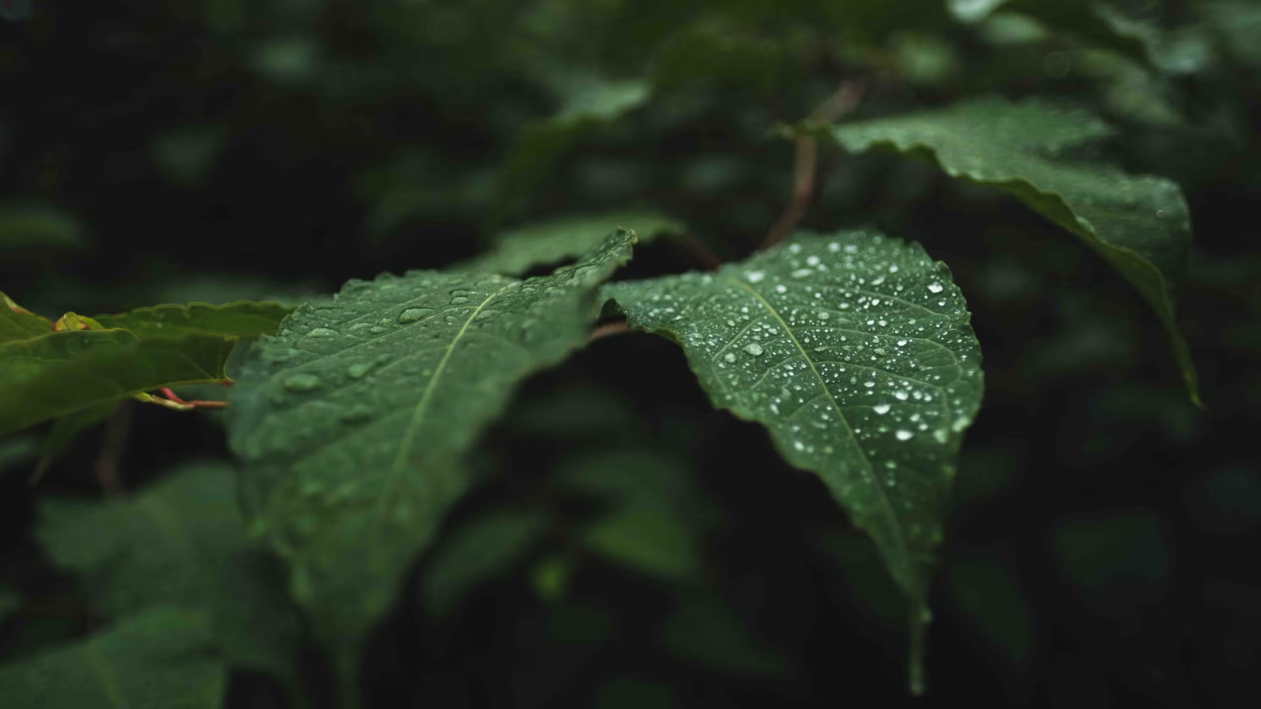 Veracruz – ¿Cómo ayudan los bosques de Veracruz a recuperar el agua? (Publimetro México)