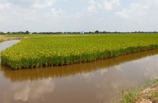 Mundo – En el delta del Mekong, un impulso para cultivar alimentos con agua salada (Noticias ONU)