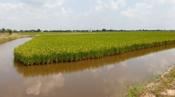 Mundo – En el delta del Mekong, un impulso para cultivar alimentos con agua salada (Noticias ONU)