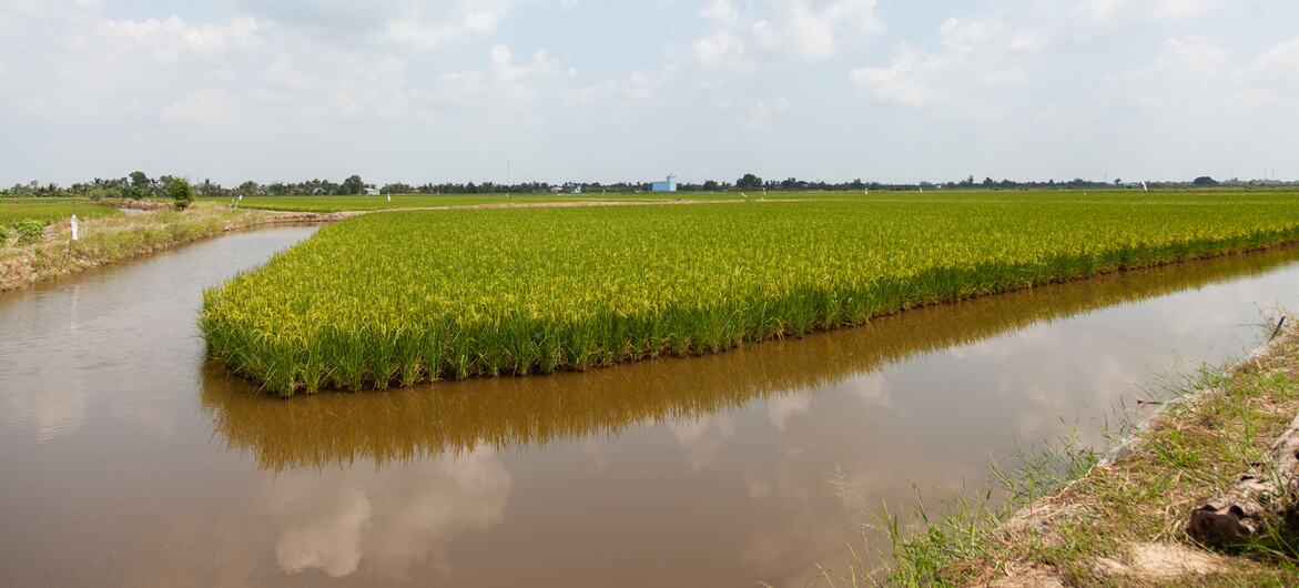 Mundo – En el delta del Mekong, un impulso para cultivar alimentos con agua salada (Noticias ONU)
